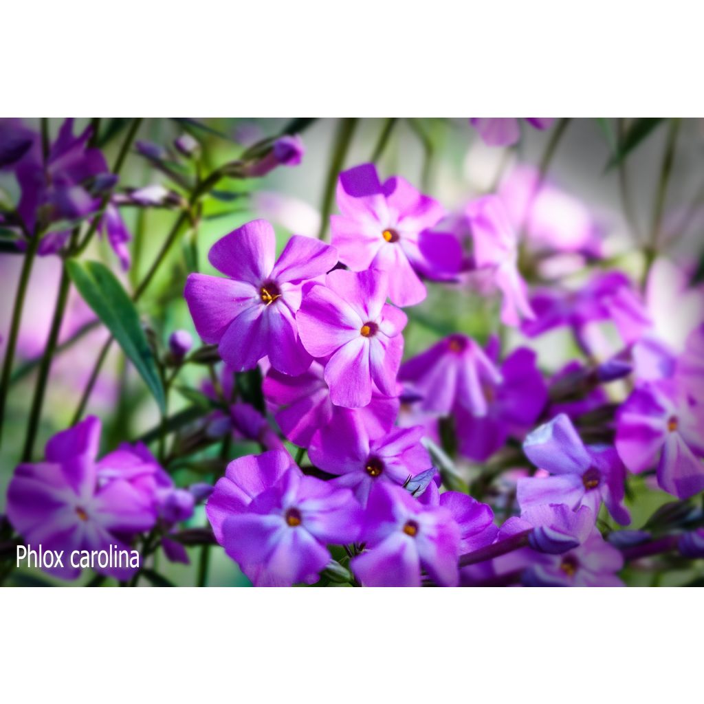 Wiesen-Flammenblume Bill Baker - Phlox carolina