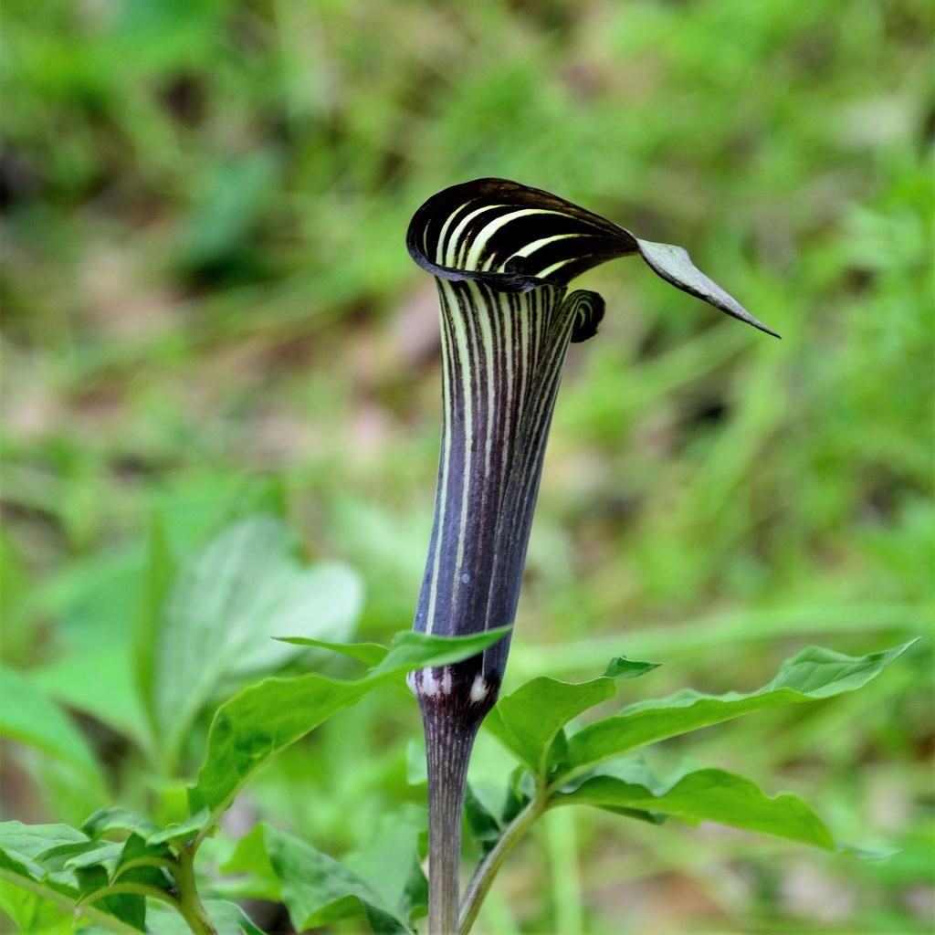 Arisaema costatum - Feuerkolben