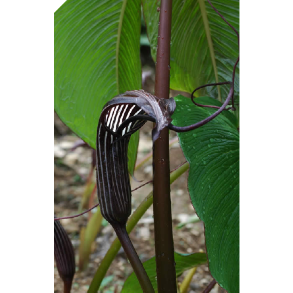 Arisaema costatum - Feuerkolben