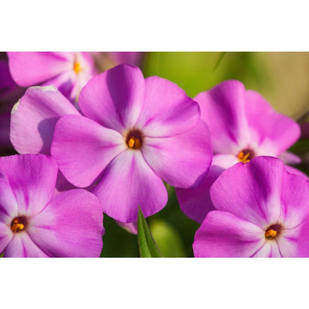 Wiesen-Flammenblume Bill Baker - Phlox carolina