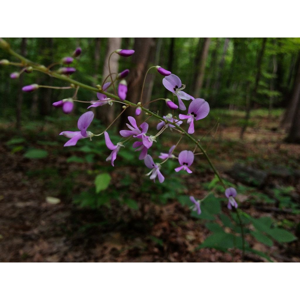 Desmodium nudiflorum - Wandelklee