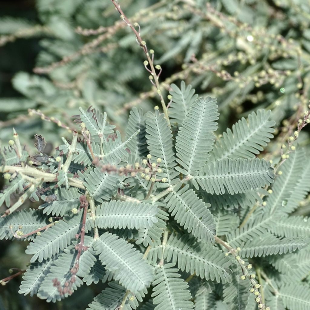 Acacia baileyana Songlines - Cootamundra-Akazie