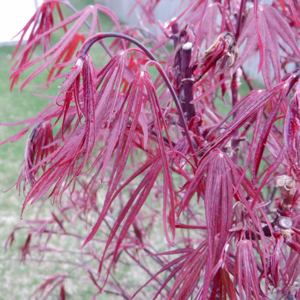 Fächerahorn Pung Kill - Acer palmatum