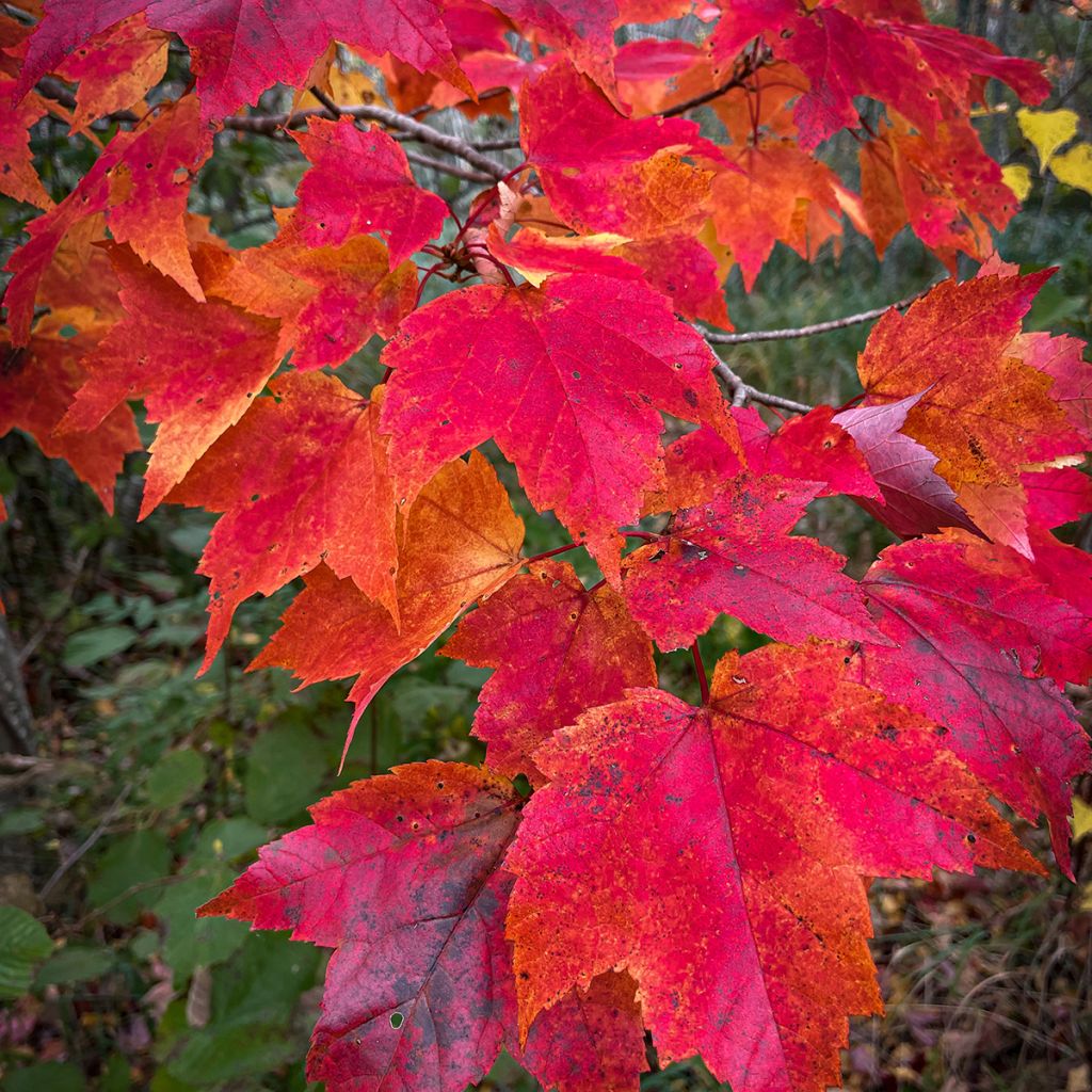 Rot-Ahorn Sun Valley - Acer rubrum