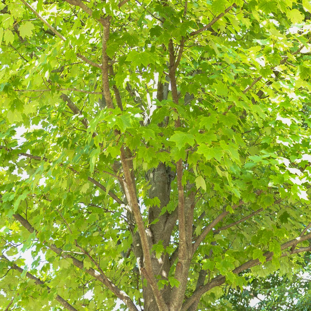 Rot-Ahorn Sun Valley - Acer rubrum