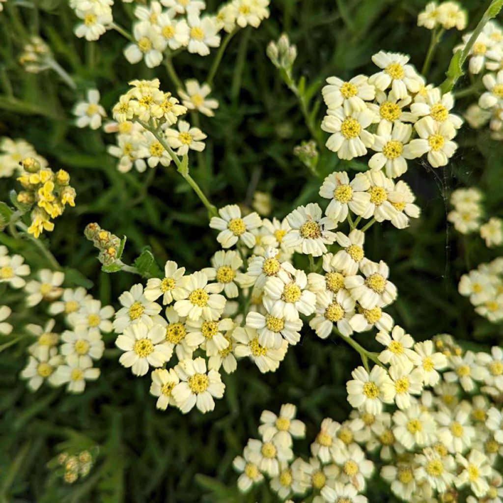 Achillea King Edward - Filzige Schafgarbe