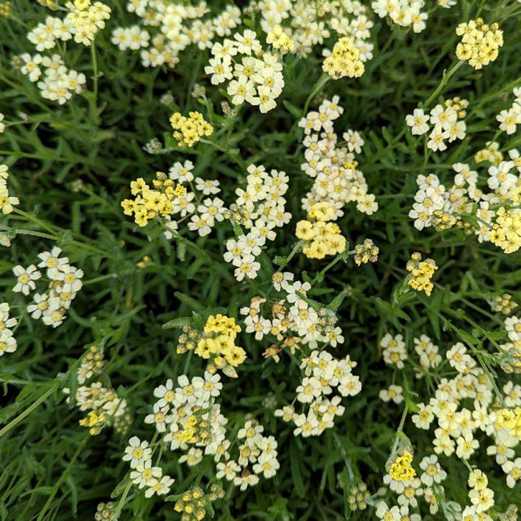 Achillea King Edward - Filzige Schafgarbe