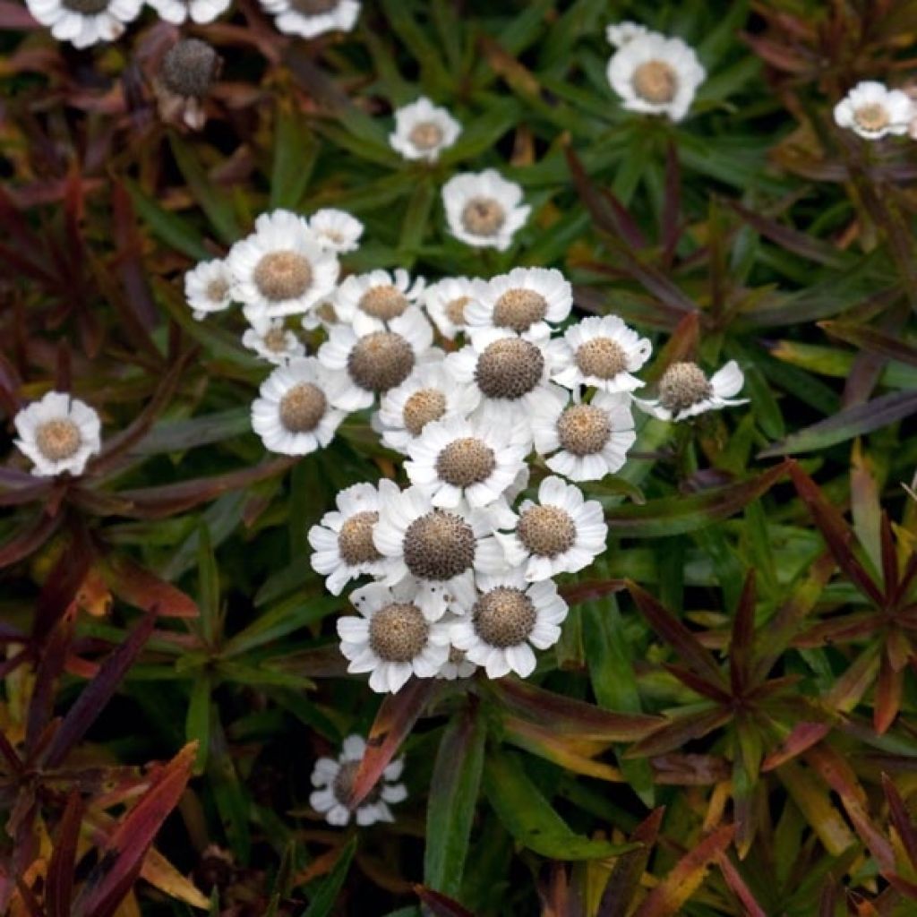 Achillea ptarmica Nana Compacta - Sumpf-Schafgarbe