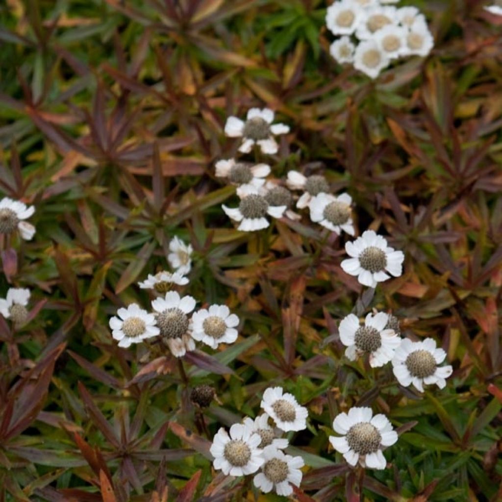 Achillée - Achillea ptarmica Nana Compacta