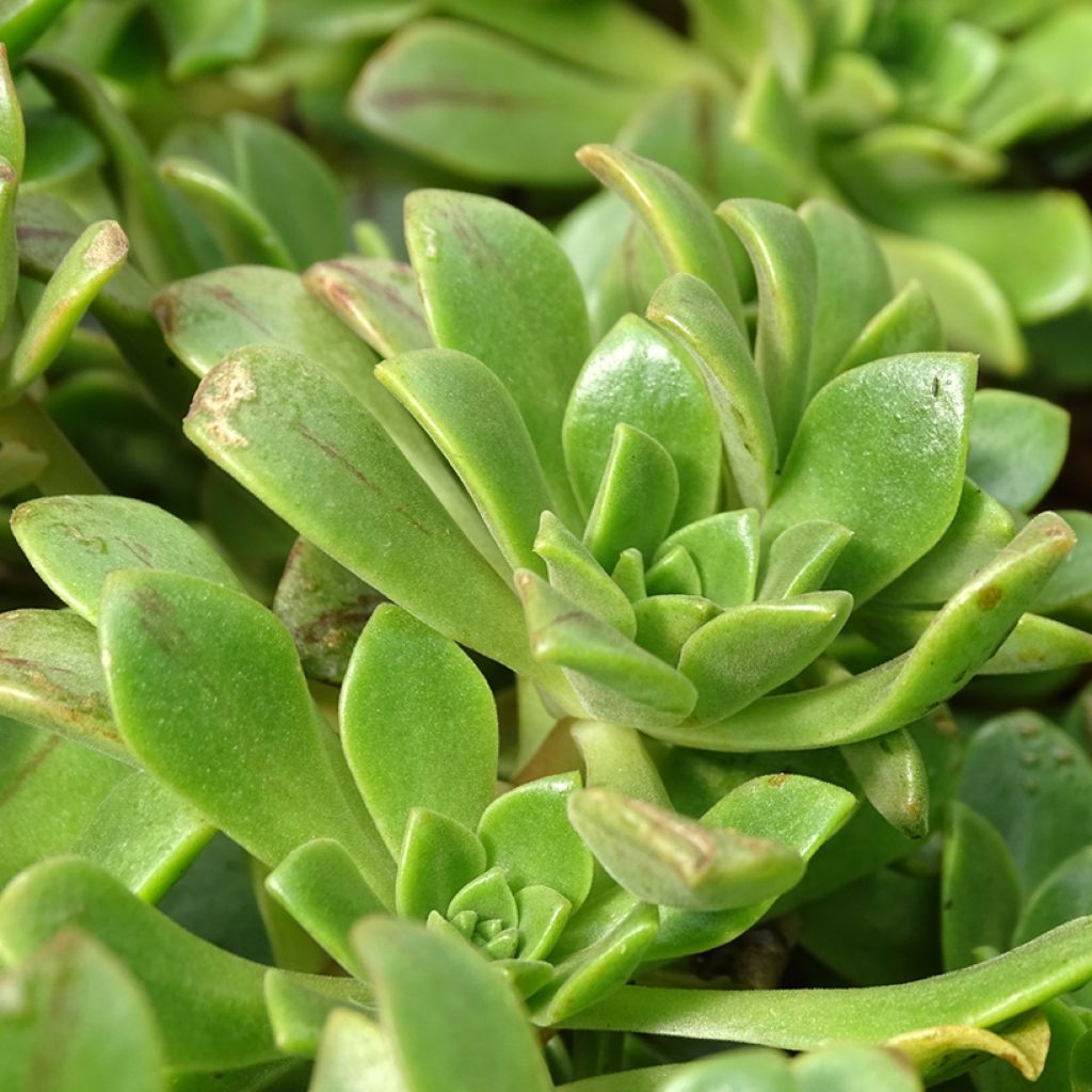 Aeonium occidentale