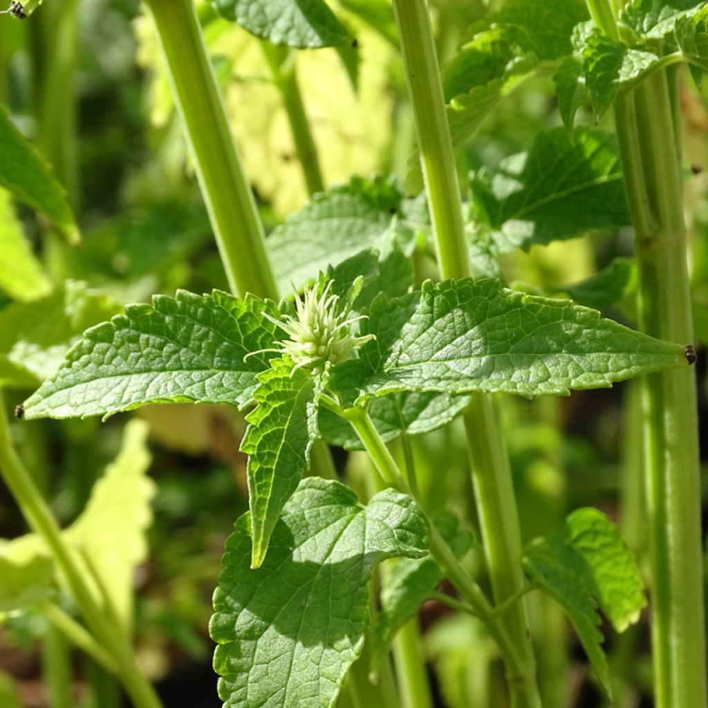 Agastache rugosa Alabaster