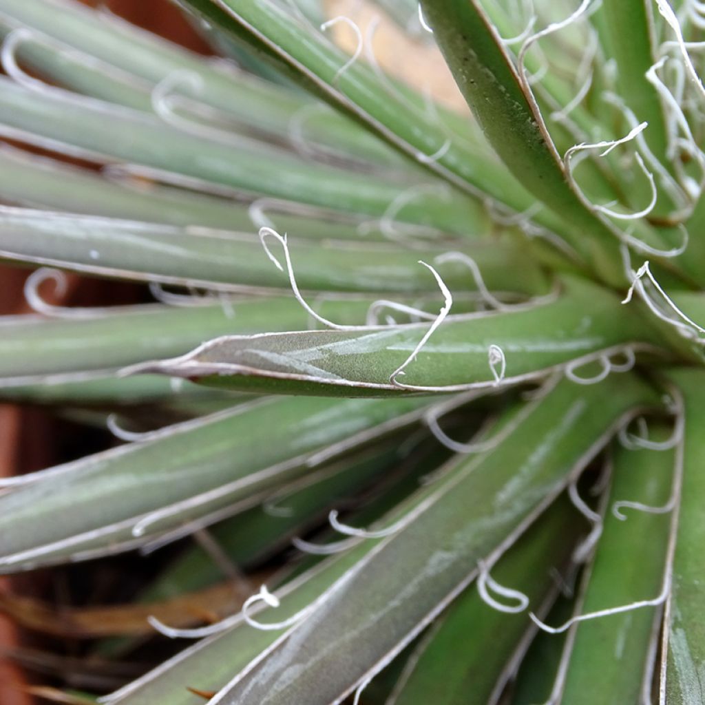 Agave filifera