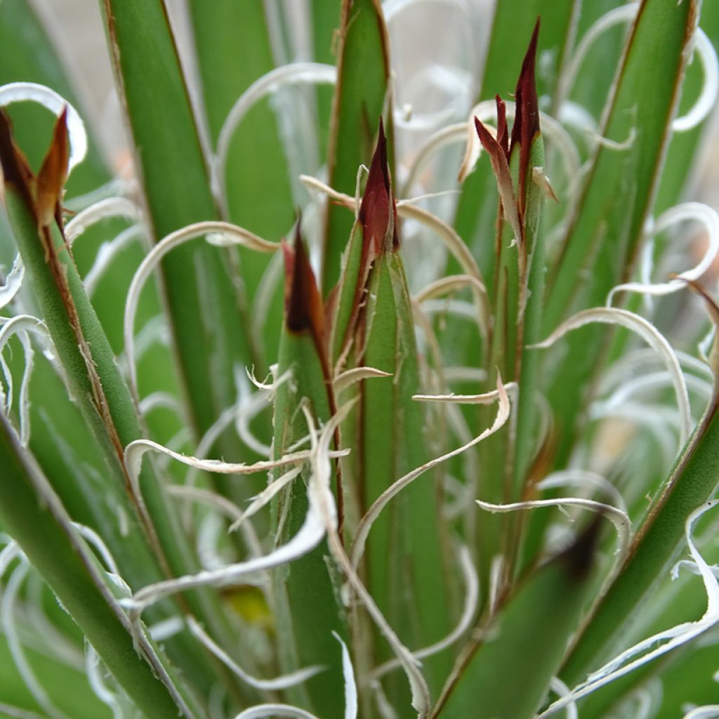 Agave filifera