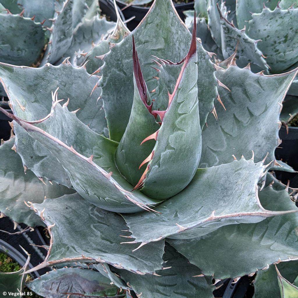 Agave parrasana - Agave chou