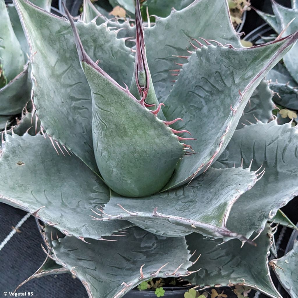 Agave parrasana - Agave chou