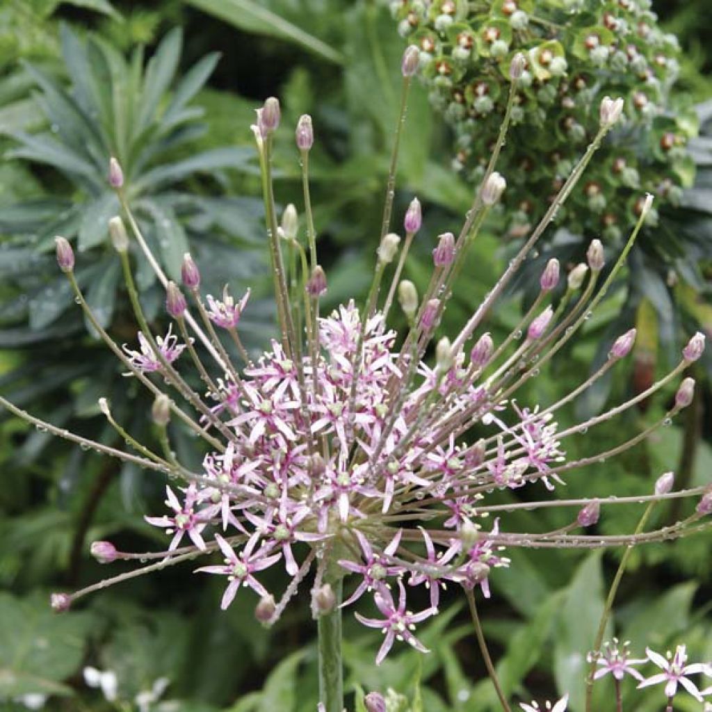 Ail d'ornement - Allium schubertii