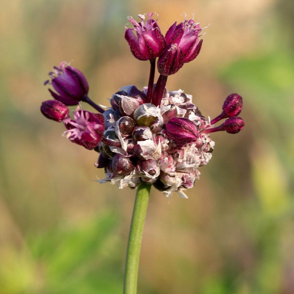 Allium scorodoprasum Art - Knoblauchartiger Lauch