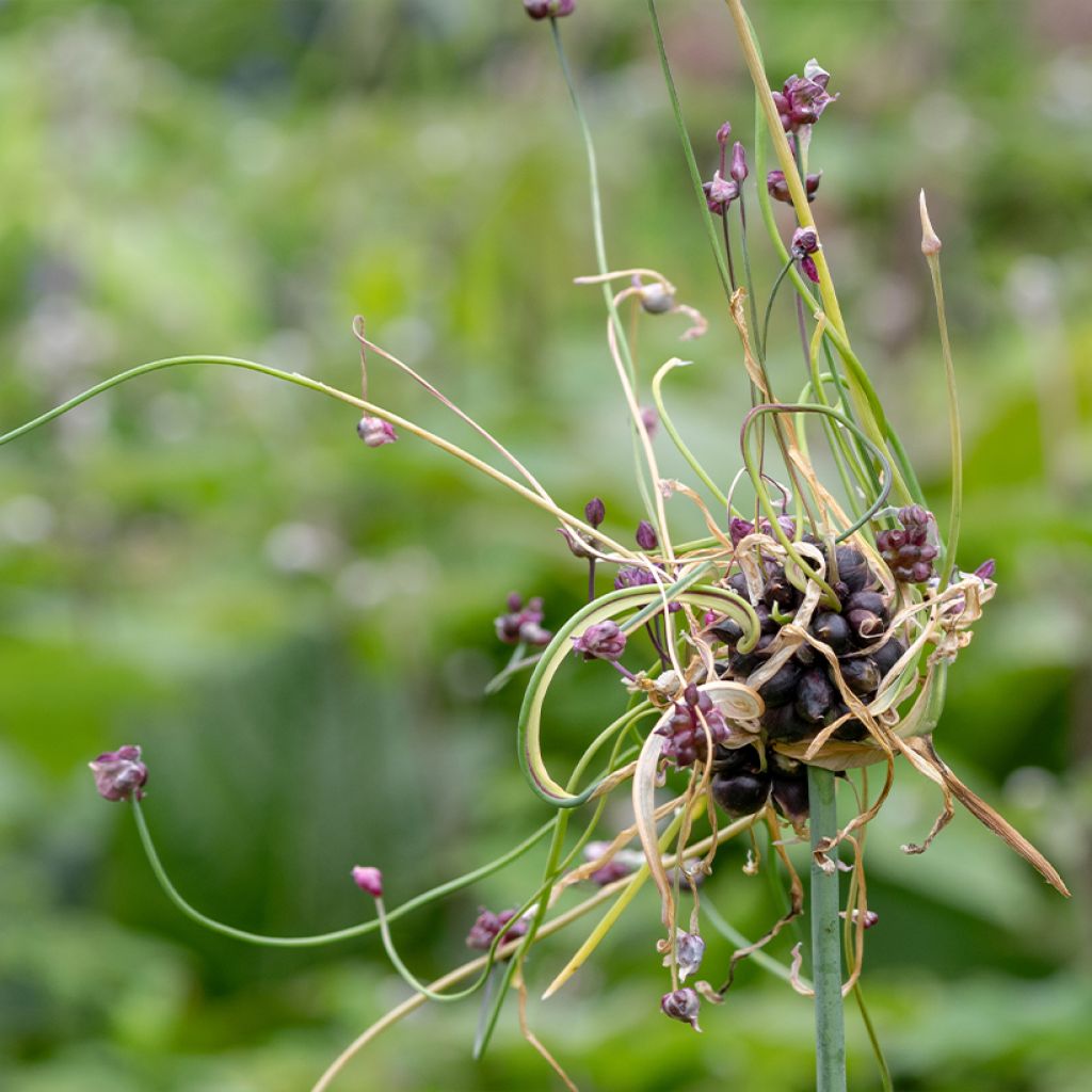 Allium scorodoprasum Art - Knoblauchartiger Lauch