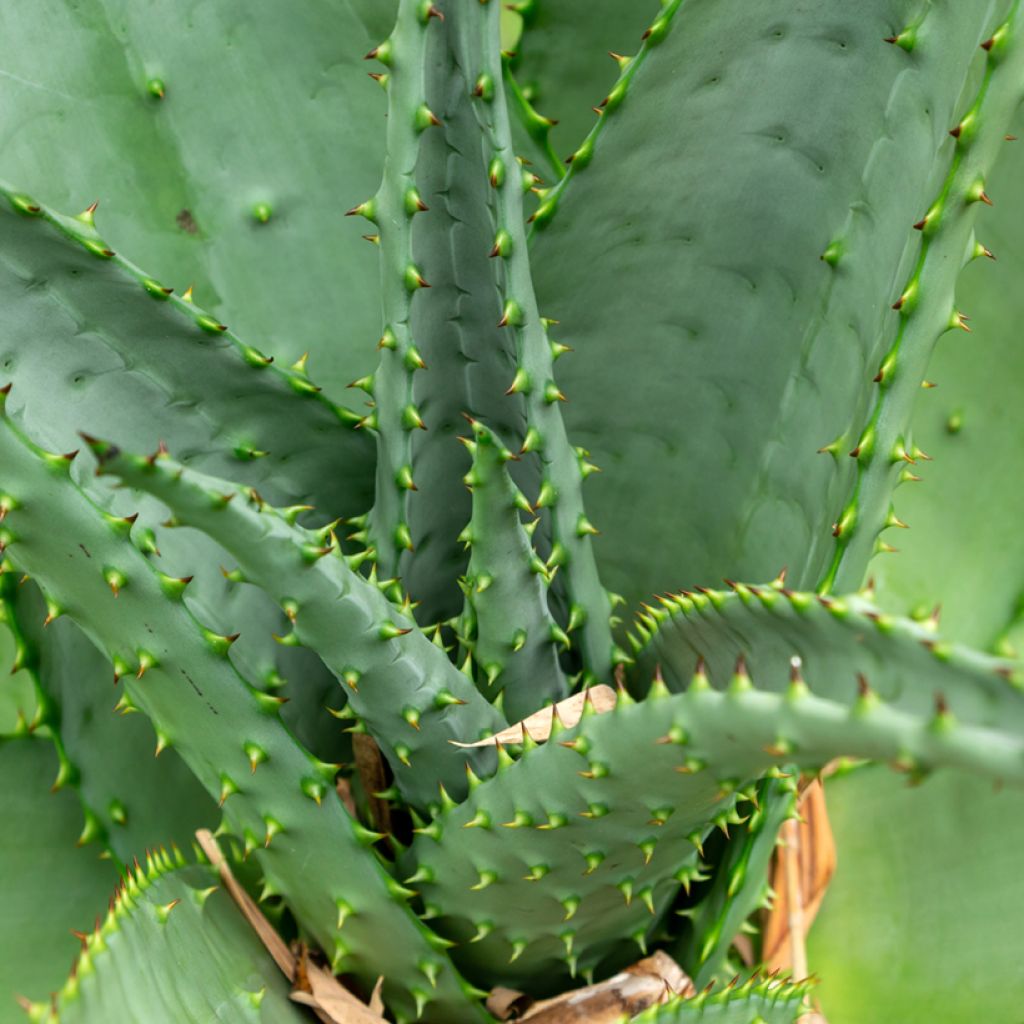 Aloe ferox - Kap-Aloe