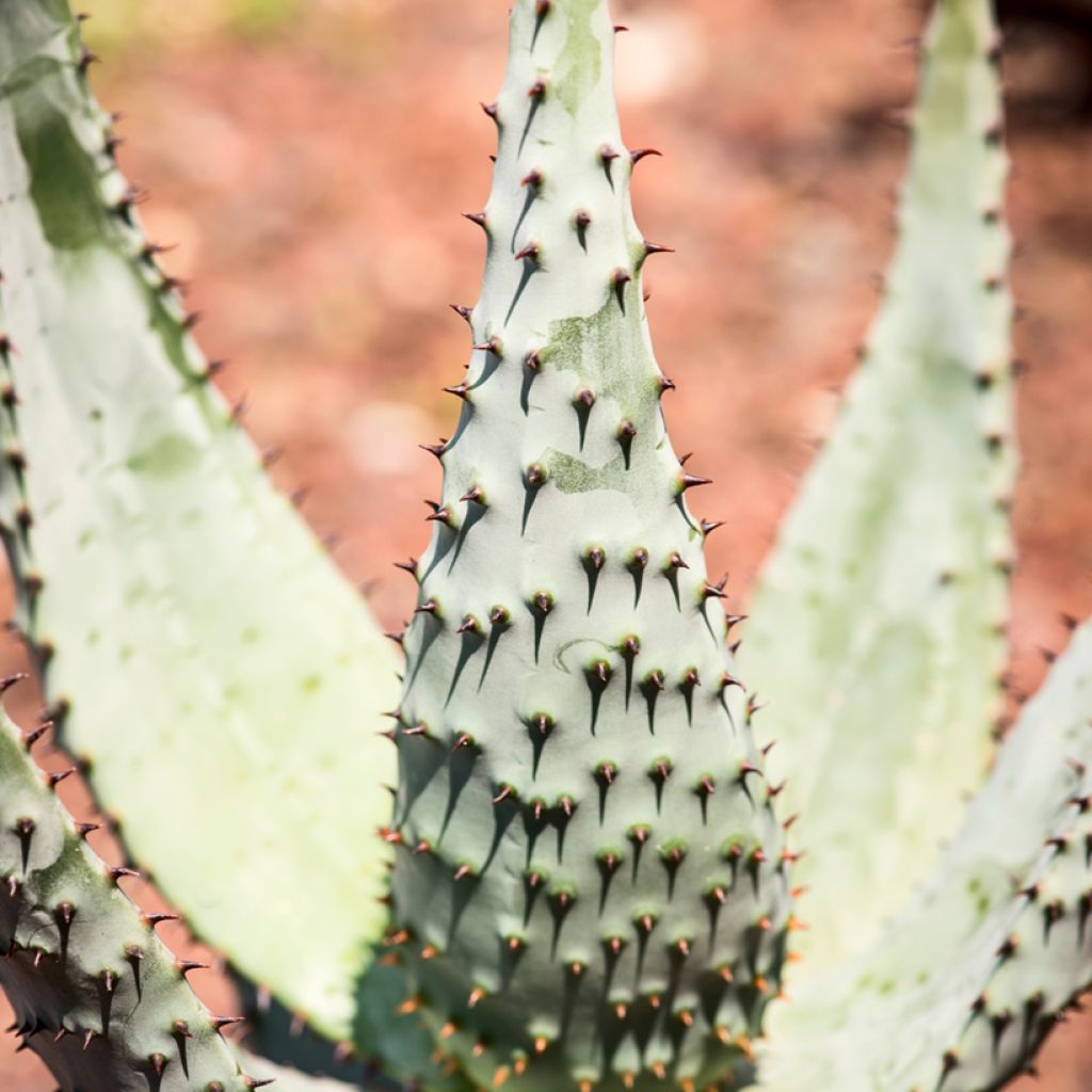 Aloe ferox - Kap-Aloe