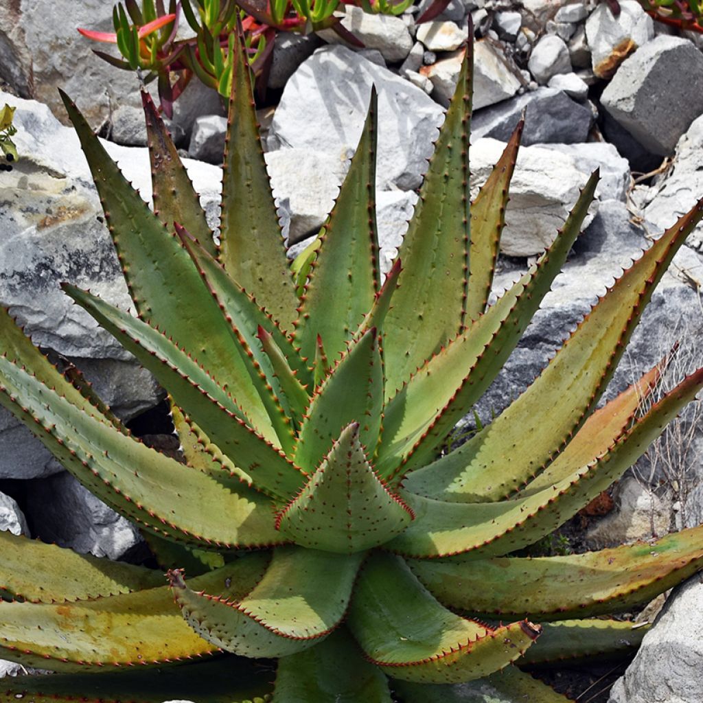 Aloe ferox - Kap-Aloe