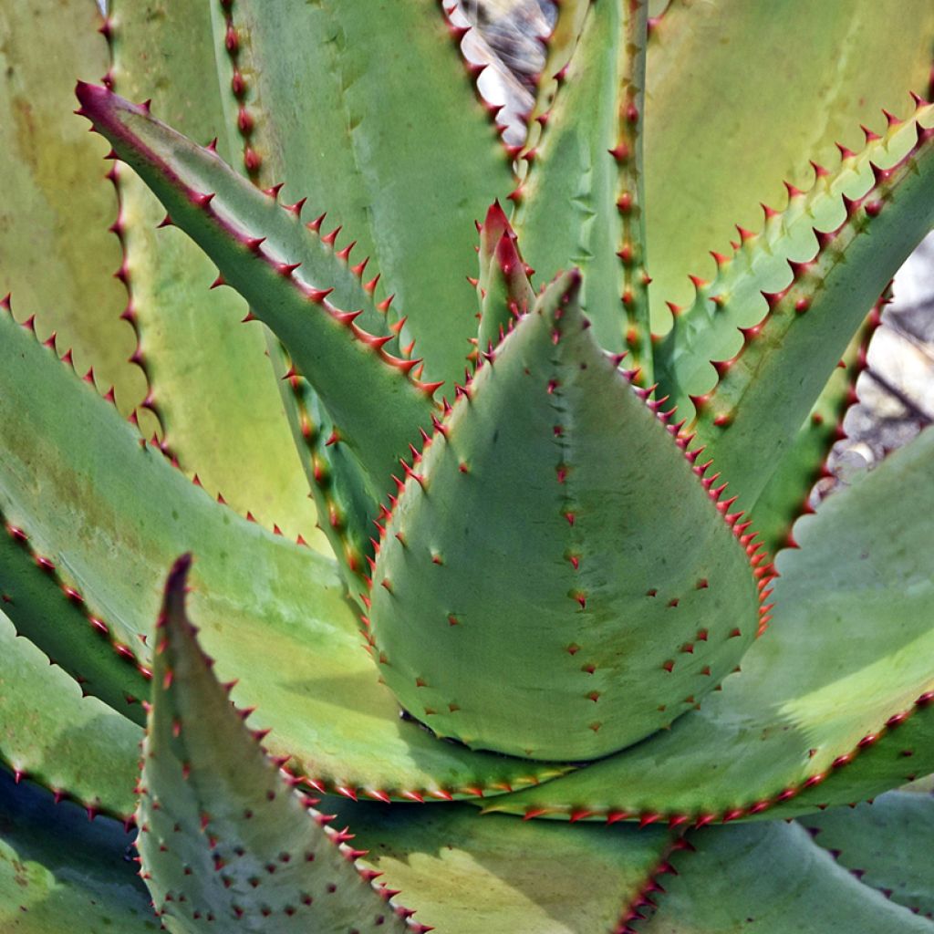 Aloe ferox - Kap-Aloe