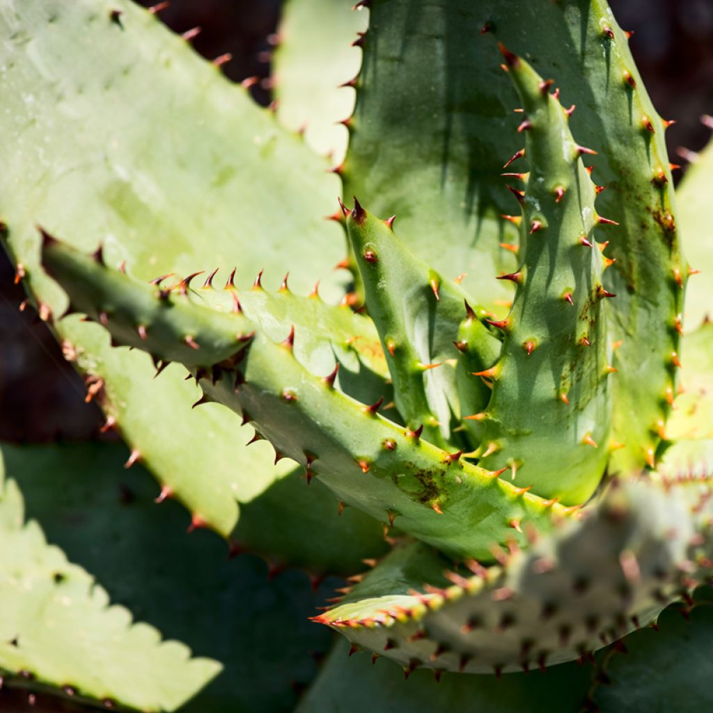 Aloe ferox - Kap-Aloe