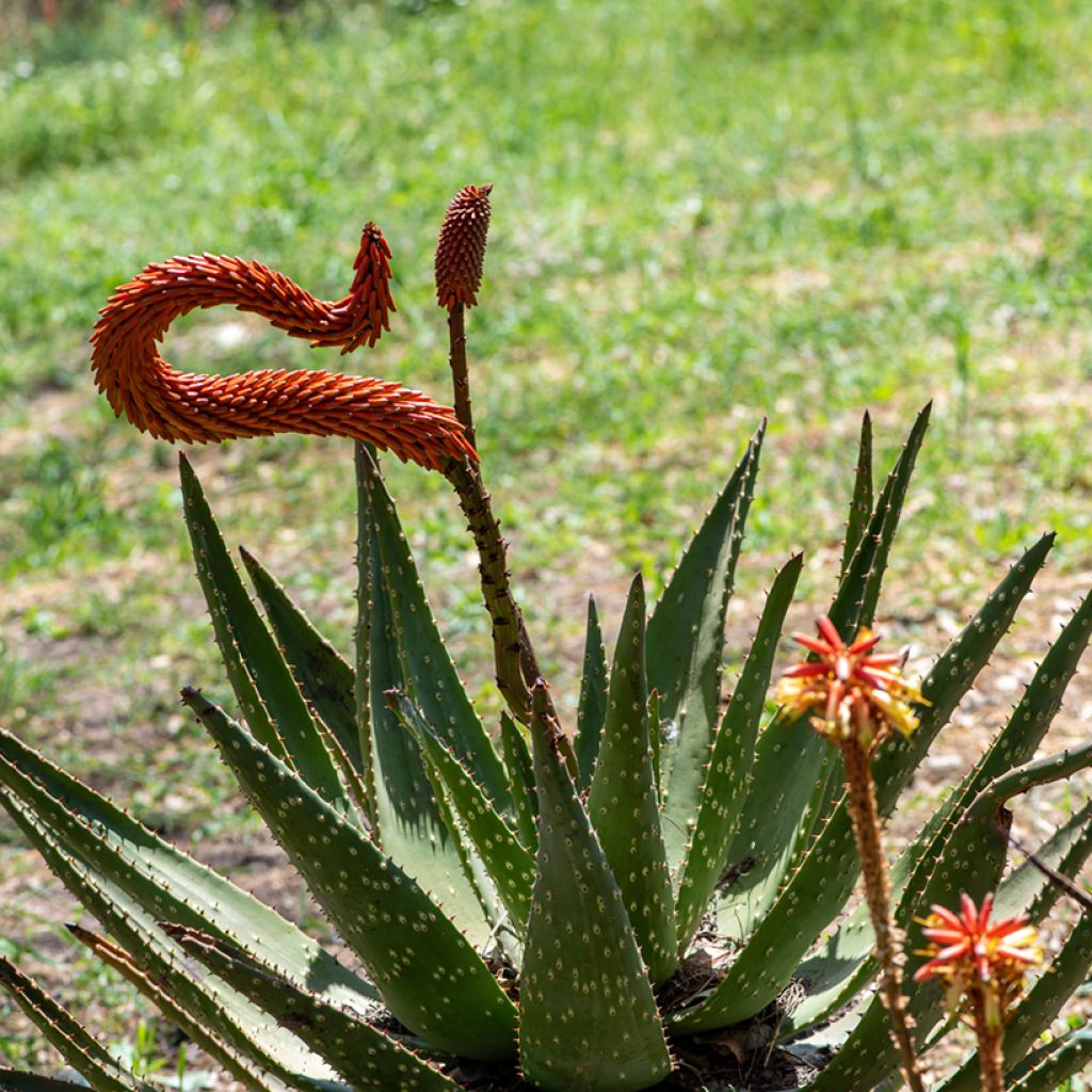 Aloe ferox - Kap-Aloe