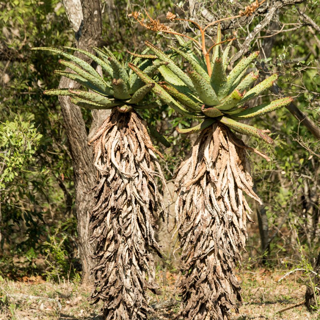 Aloe ferox - Kap-Aloe