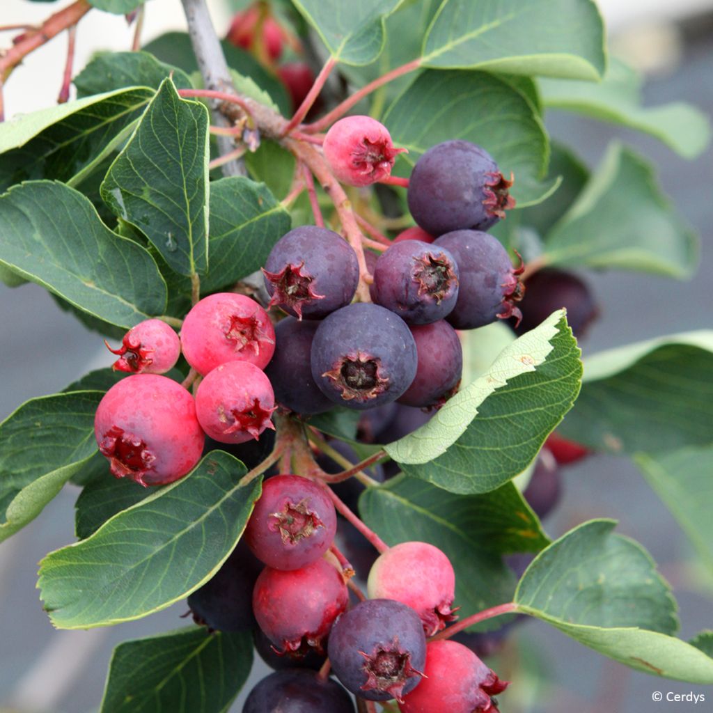 Erlenblättrige Felsenbirne Martin - Amelanchier alnifolia