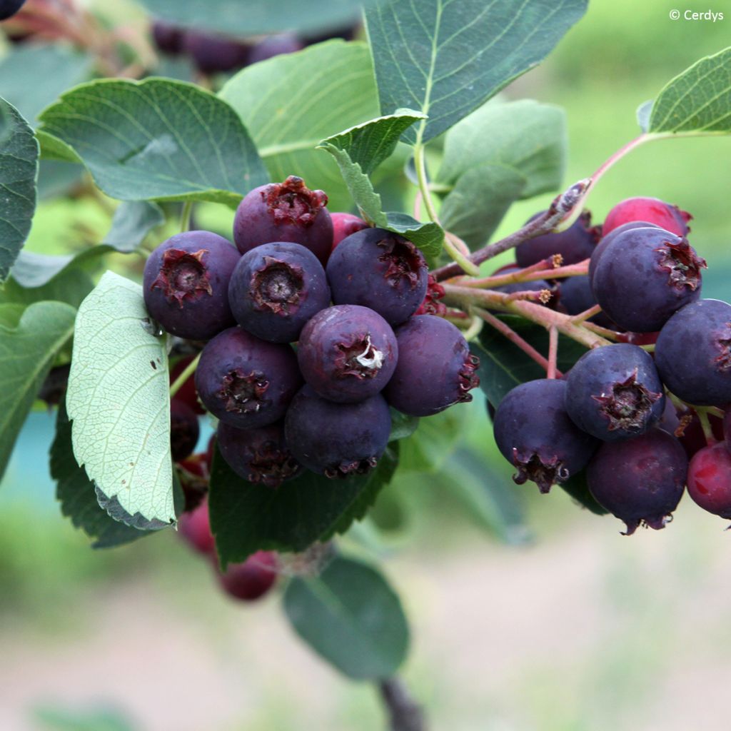 Erlenblättrige Felsenbirne Martin - Amelanchier alnifolia