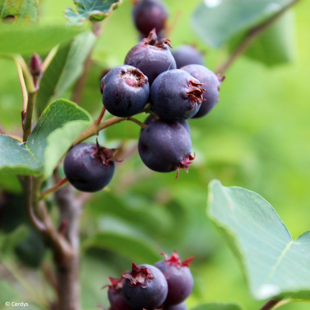 Erlenblättrige Felsenbirne - Amelanchier alnifolia