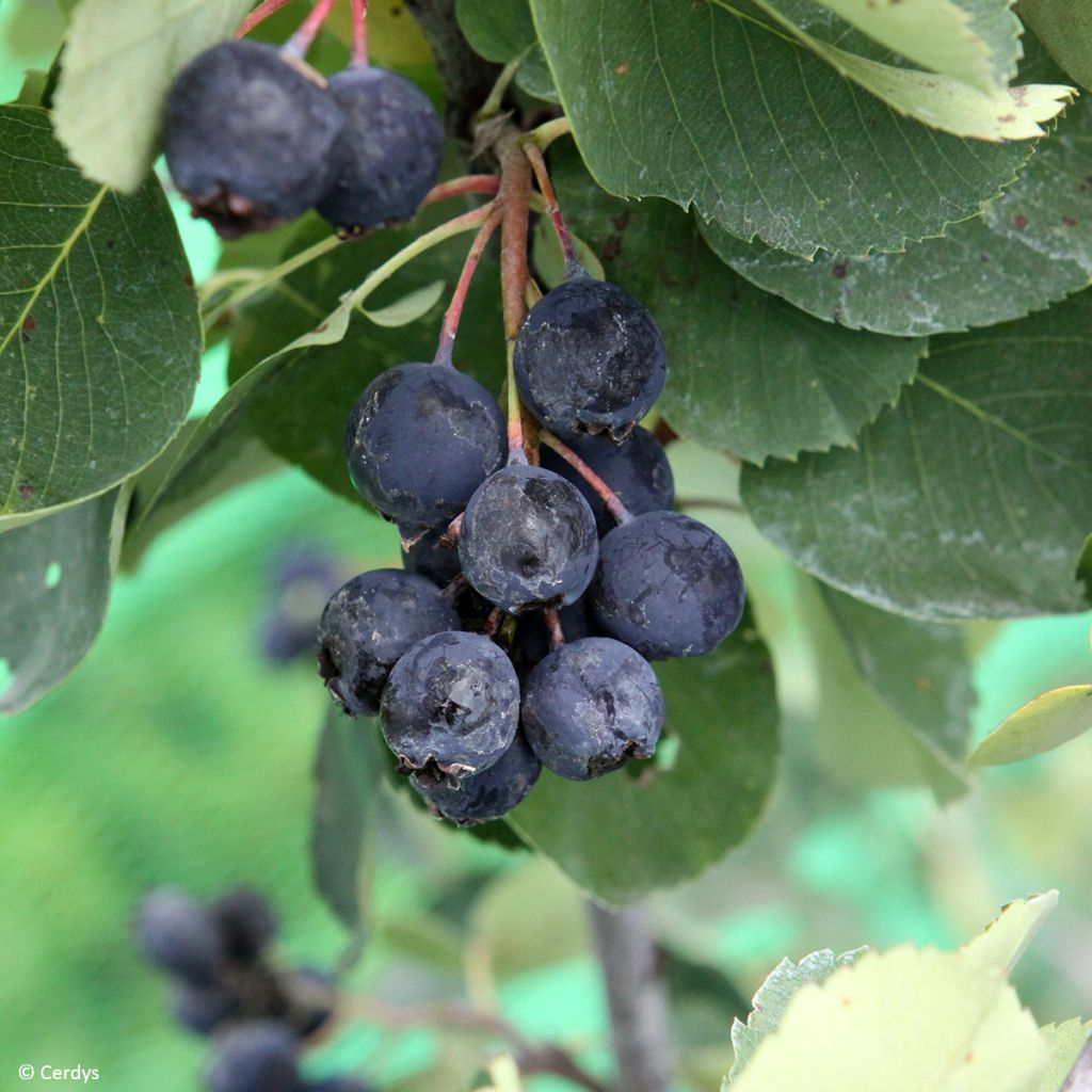 Erlenblättrige Felsenbirne - Amelanchier alnifolia