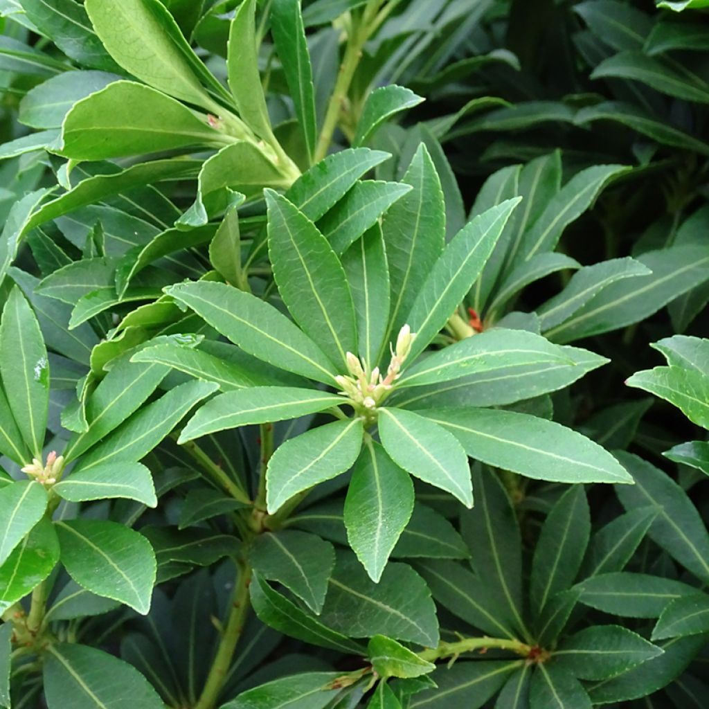 Andromède du Japon - Pieris japonica Sarabande