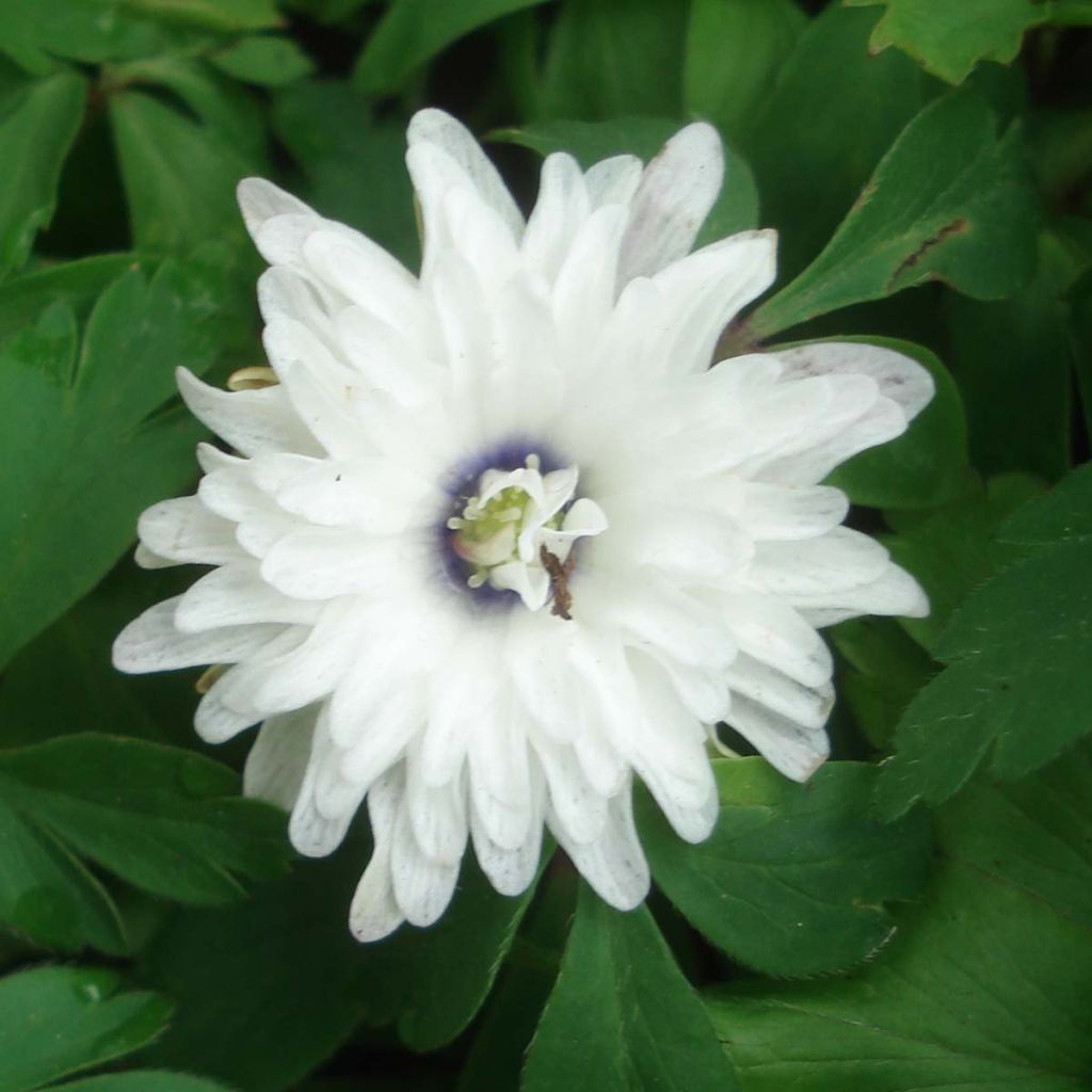 Anemone nemorosa Blue Eyes - Busch-Windröschen