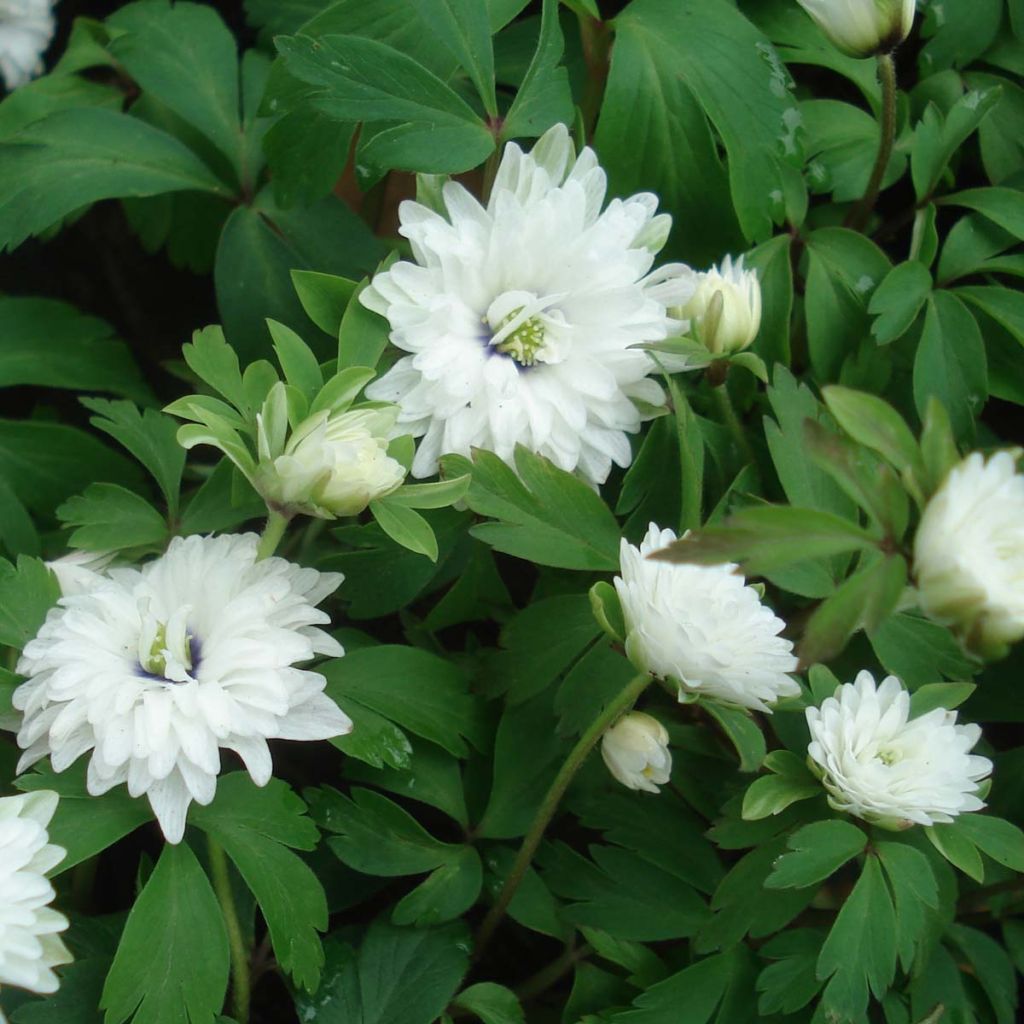 Anemone nemorosa Blue Eyes - Anémone des bois