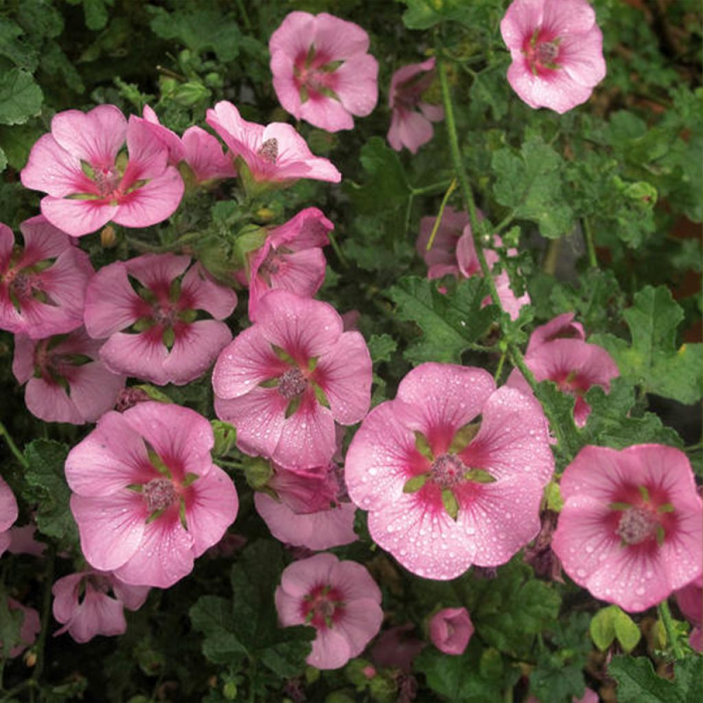 Anisodontea (x) malvastroides Cristal rose - Anisodontea