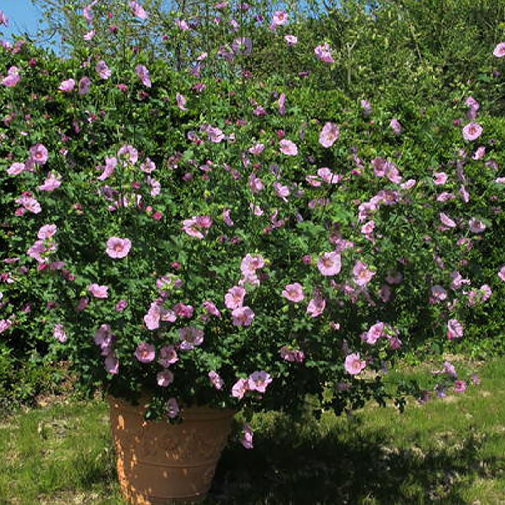 Anisodontea (x) malvastroides Cristal rose - Anisodontea