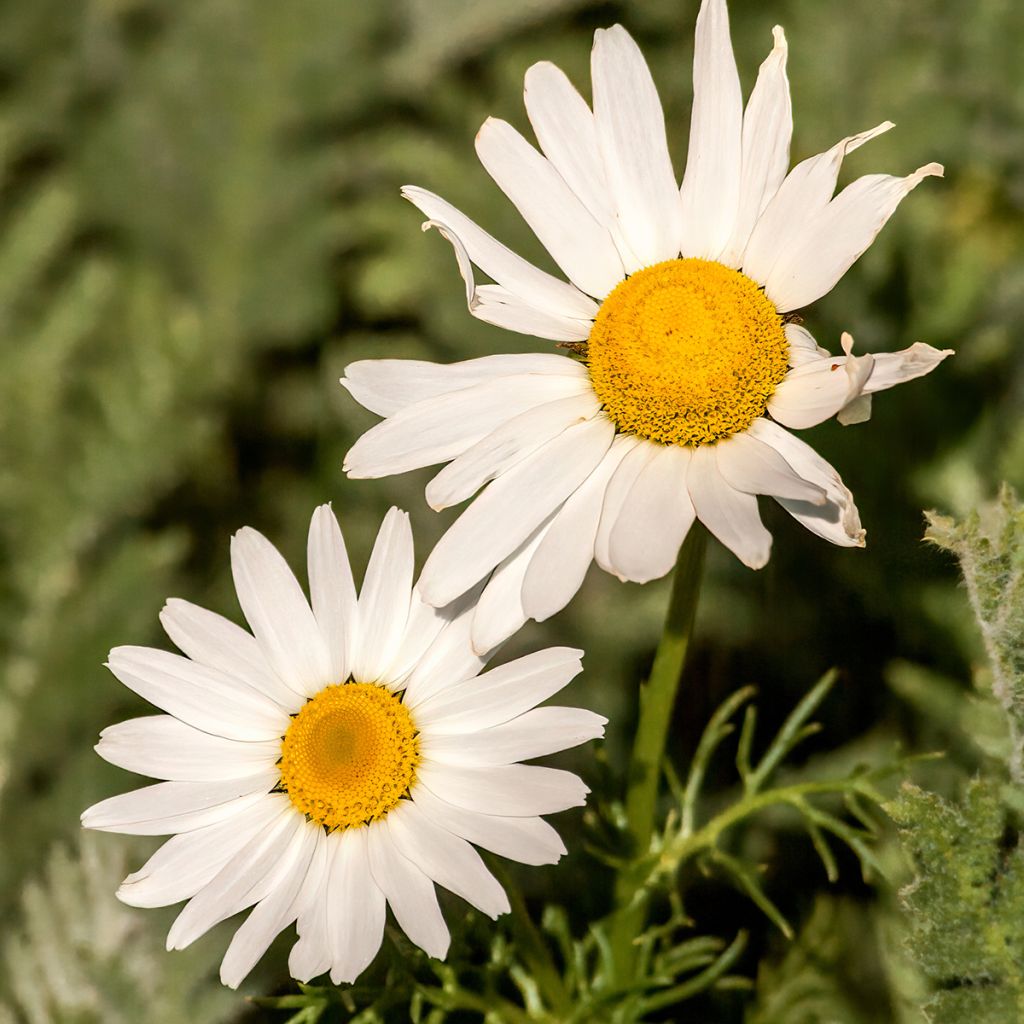 Arctanthemum arcticum - Grönland-Margerite