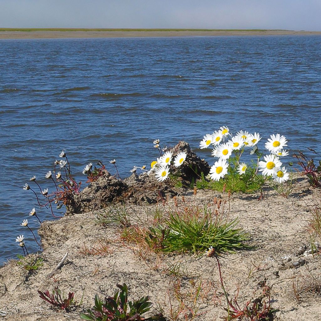 Arctanthemum arcticum - Grönland-Margerite