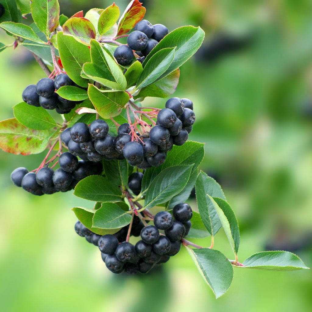 Pflaumenblättrige Apfelbeere Lowberry Little Helpers - Aronia