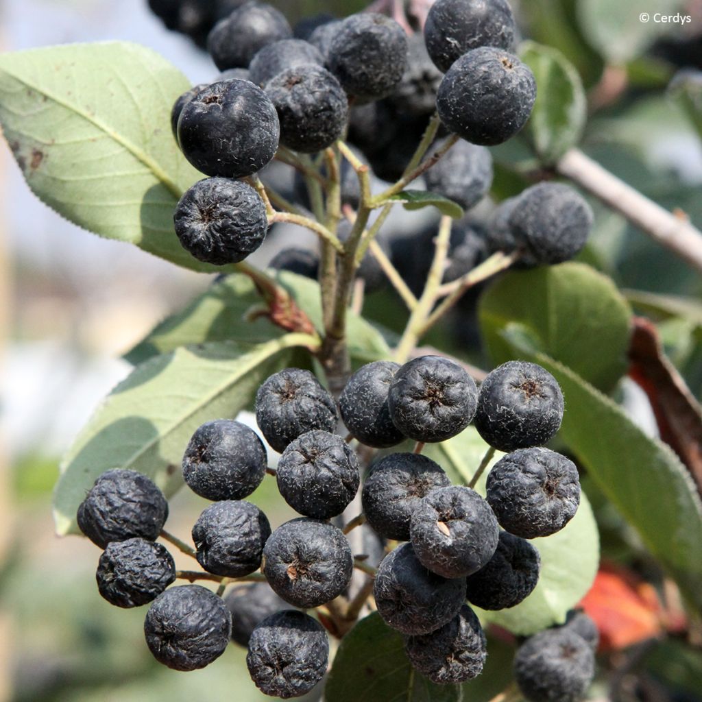 Pflaumenblättrige Apfelbeere Rubina - Aronia