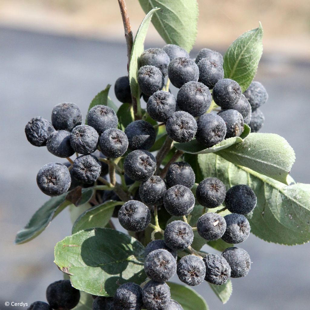 Pflaumenblättrige Apfelbeere Rubina - Aronia