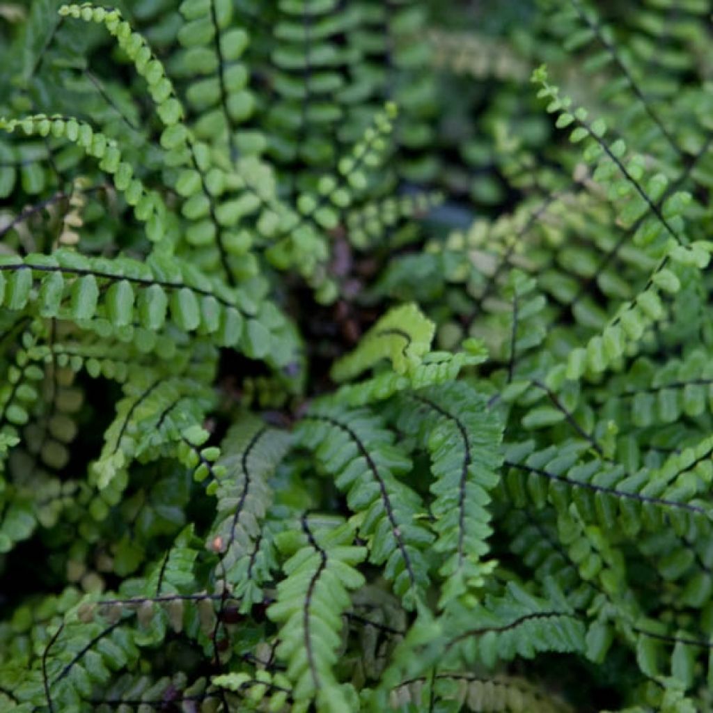 Asplenium trichomanes - Schwarzstieliger Strichfarn