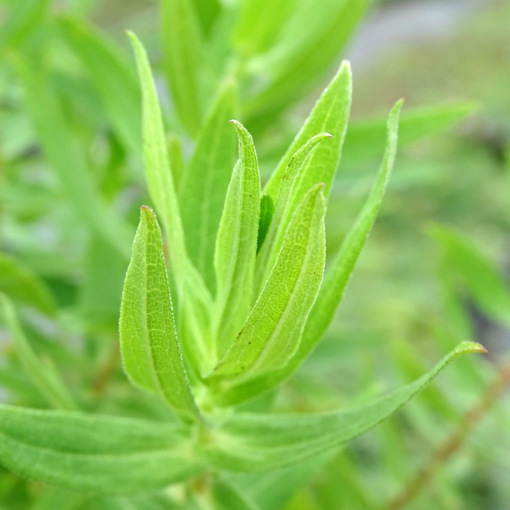 Aster novae-angliae Andenken an Alma Pötschke