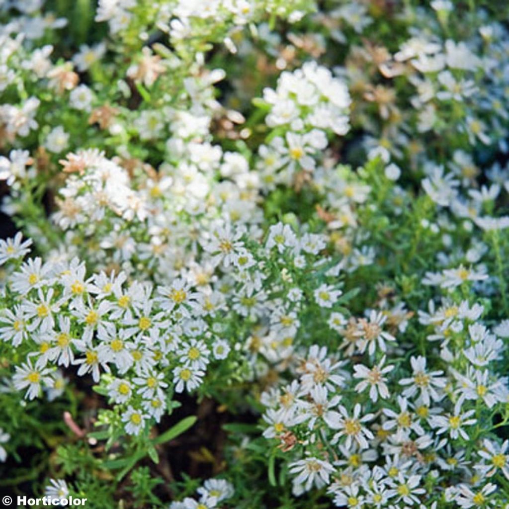 Aster ericoïdes f. prostratus Snow Flurry - Myrten Aster