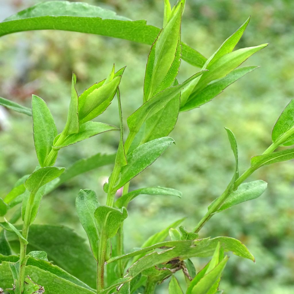 Aster novi-belgii Fellowship - Glattblatt-Aster