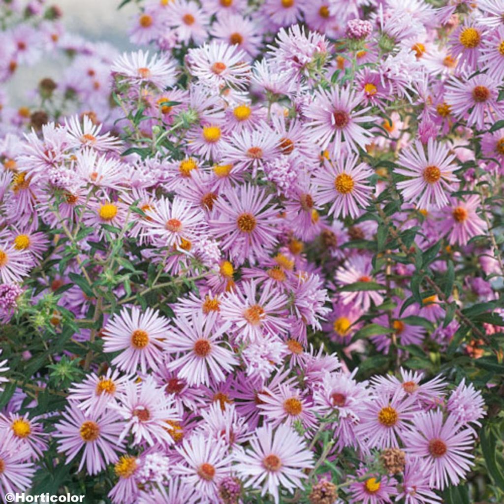 Aster novae-angliae Madame Loyau - Neuenglische Aster