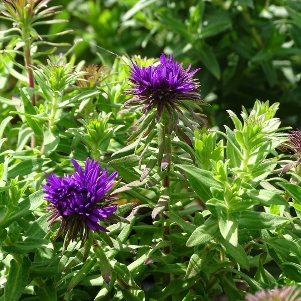 Aster novae-angliae Purple Dome - Aster d'automne