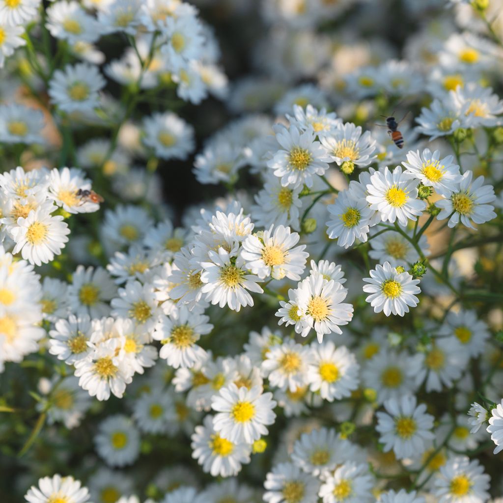 Aster ericoïdes Schneegitter - Myrten Aster